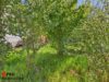 Gepflegtes Einfamilienhaus in Güdingen - Garten